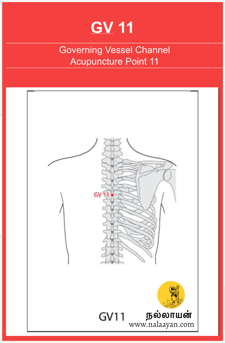 Gv 4 Acupuncture Point The Good Shepherd Medium