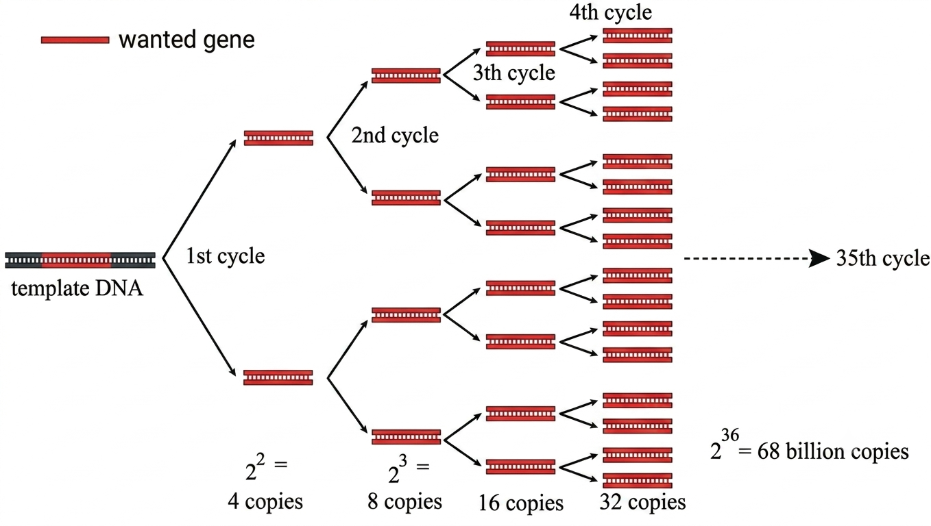 PCR Protocol for Gene Amplification: Principles, Procedure, and Troubleshooting