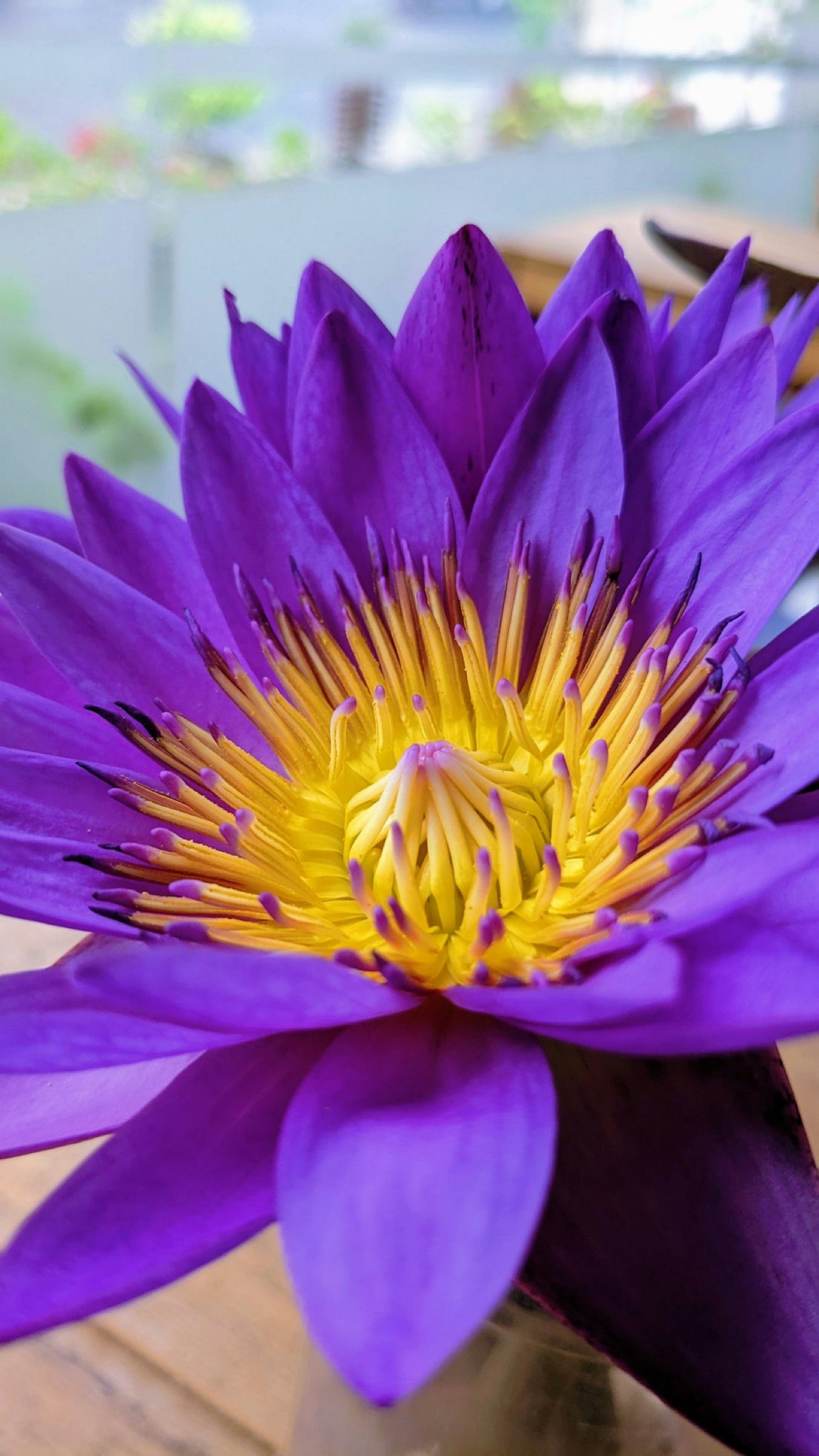 Expand The Universe By Connecting To The Higher Energetic Thoughts Of expand-the-universe-by-connecting-to-the-higher-energetic-thoughts-of