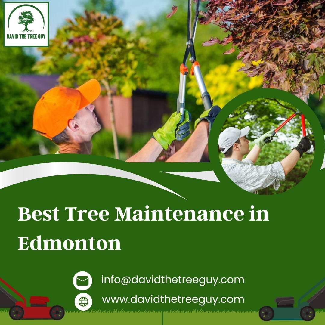 Best Arborist in Edmonton David The Tree Guy Medium