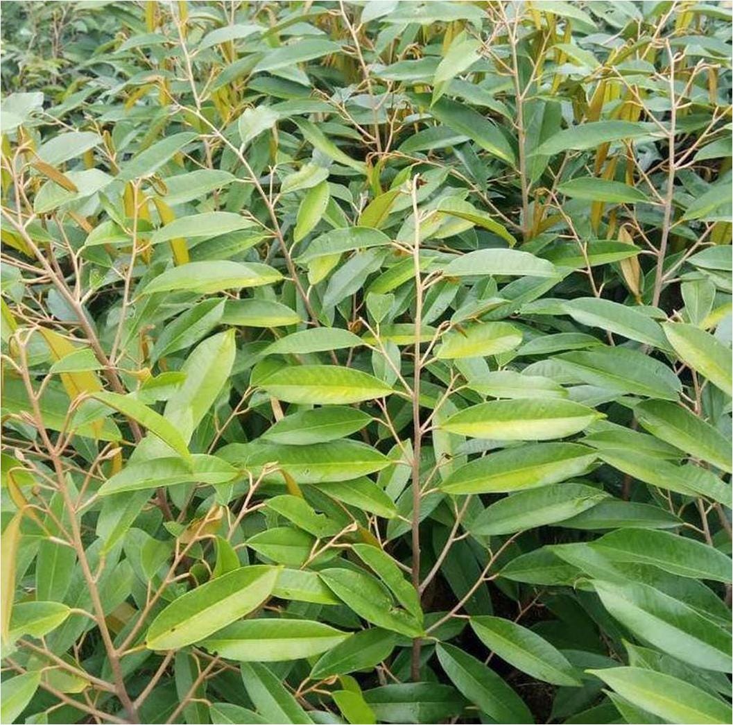 Bibit Alpukat Subang Kelud Produk Premium 75 Cm Batang Super Usia ...