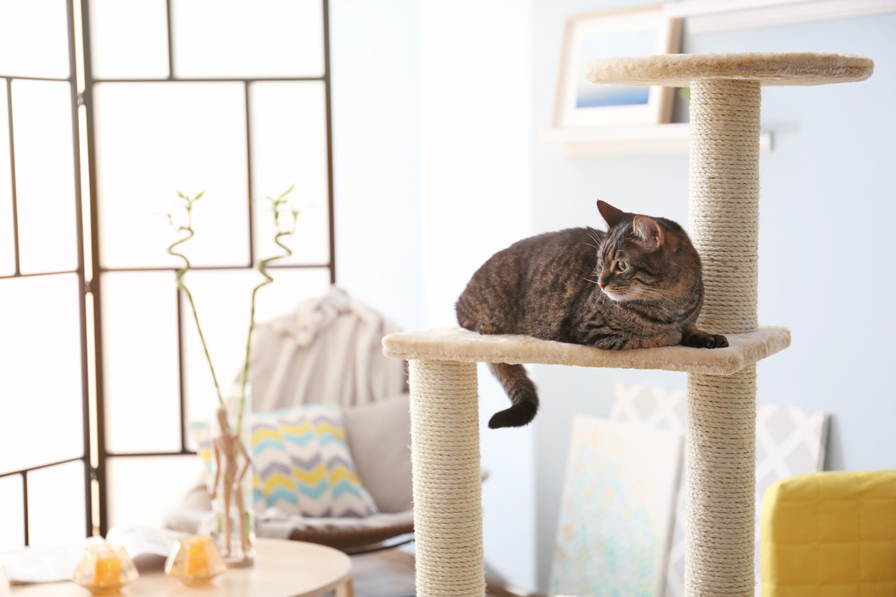 Unique and Modern Cat Trees. Your indoor cat does need a cat tower… by animmopets Medium