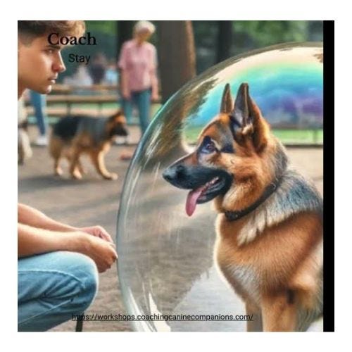 Mastering Canine Behavior Finding the Right Dog Trainer in Rhode