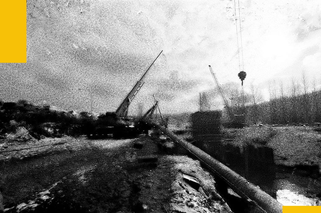 South Dakota State Tree, Black Hills Spruce by C. L. Beard Weeds