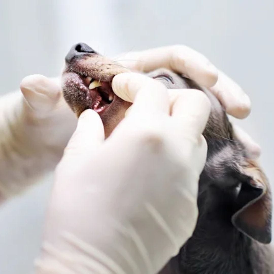 Best Dog Oral Health Treatment in Charleston, SC Veterinary Dental