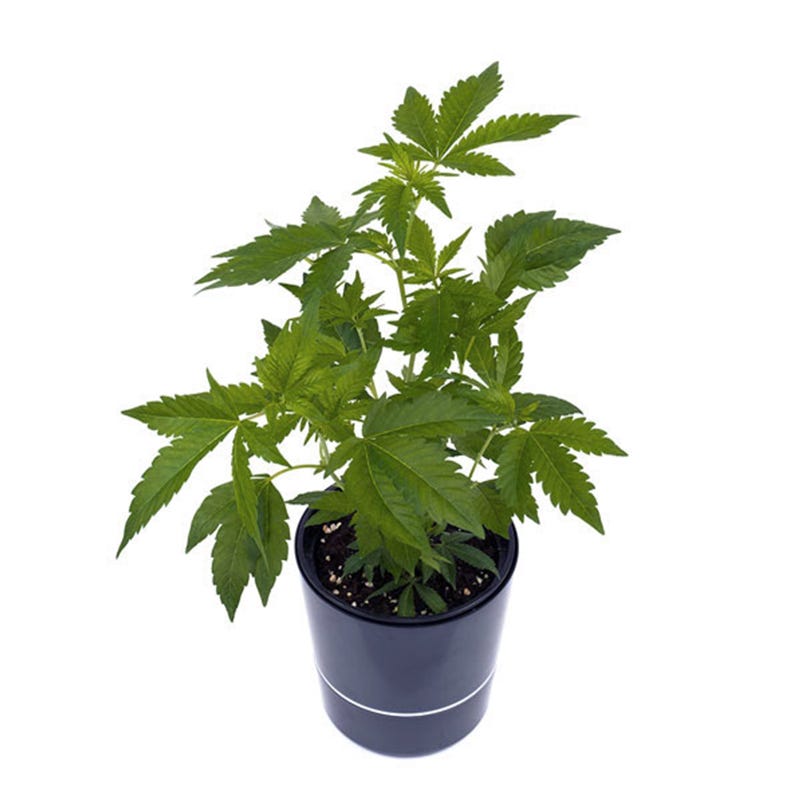 Wo kann man legal Cannabis Stecklinge bestellen? - Homegrow - Medium
