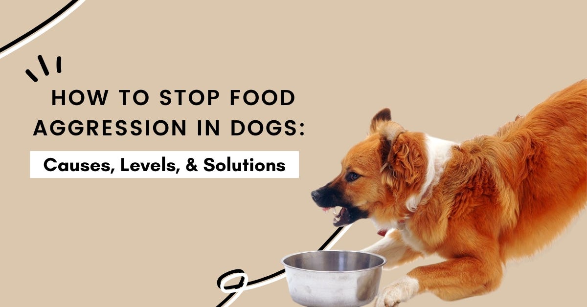 How To Stop Food Aggression In Dogs Causes, Levels, & Solutions