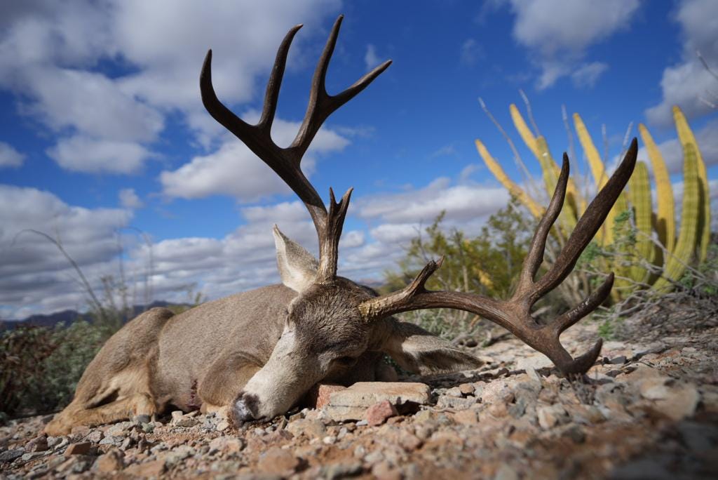 Choosing the Best Sonora Mule Deer Outfitters | by Mx-hunting | Apr ...