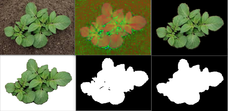 CROP DISEASE DETECTION USING IMAGE PROCESSING TECHNIQUE AND CNN ...