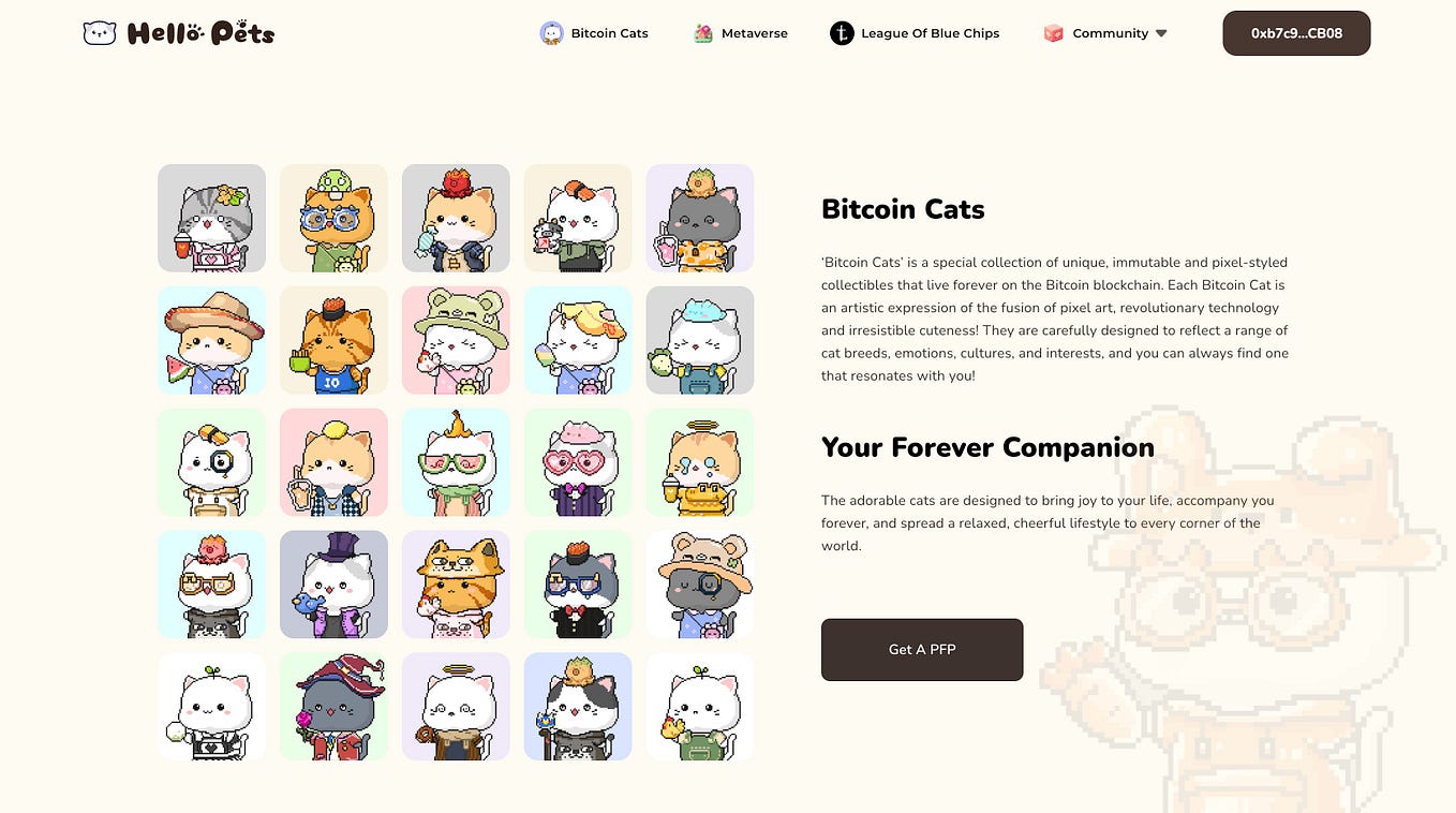 The Bitcoin Cats MEME Competition is Launching