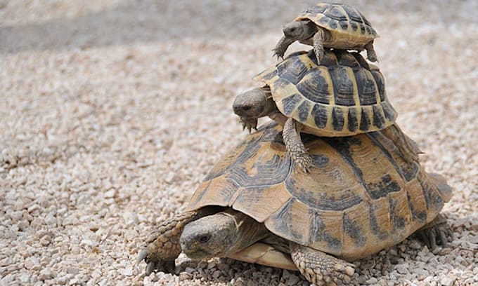Cuánto mide una tortuga?. El tamaño de una tortuga puede variar… | by