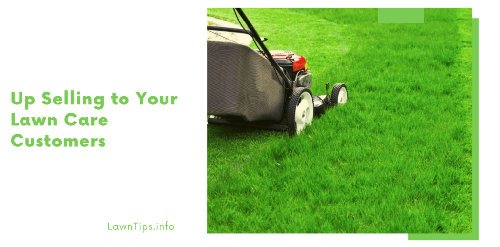 How to Identify Weeds — Lawn Tips Lawn tips Medium