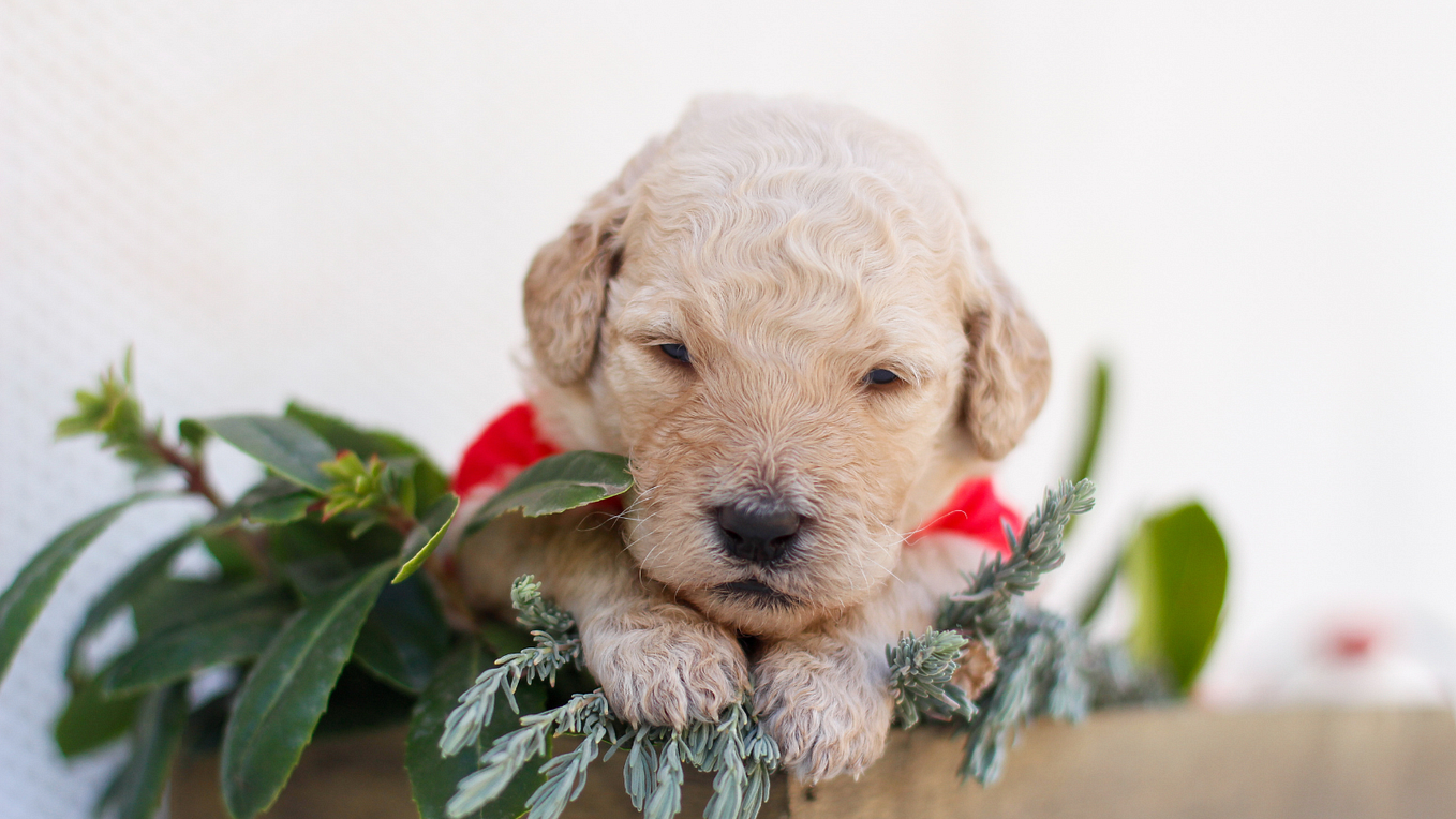 Why Are Labradoodles Good Family Dogs? | by Hidden Springs Labradoodles ...