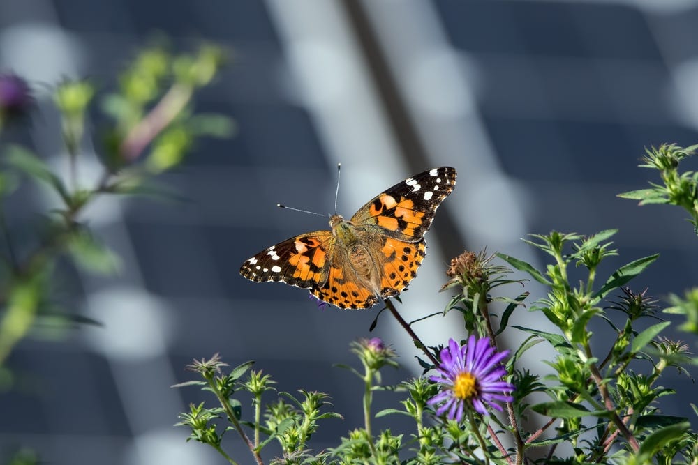 How Solar Parks Can Benefit Pollinator Biodiversity