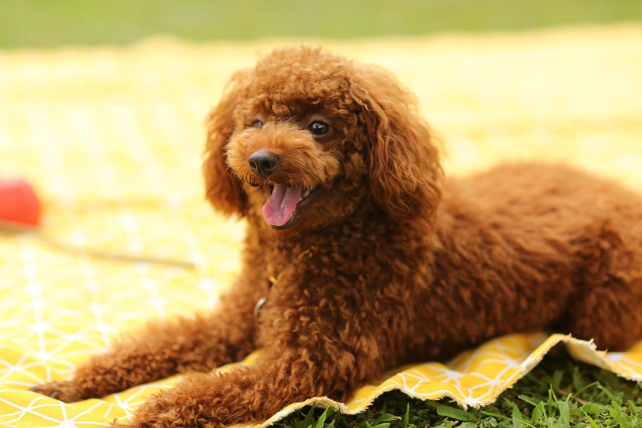 Toy Poodle Fiyatları: Sağlıklı ve Sevimli Evcil Dostunuz İçin Uygun  Seçenekler | by Gozcu | Medium