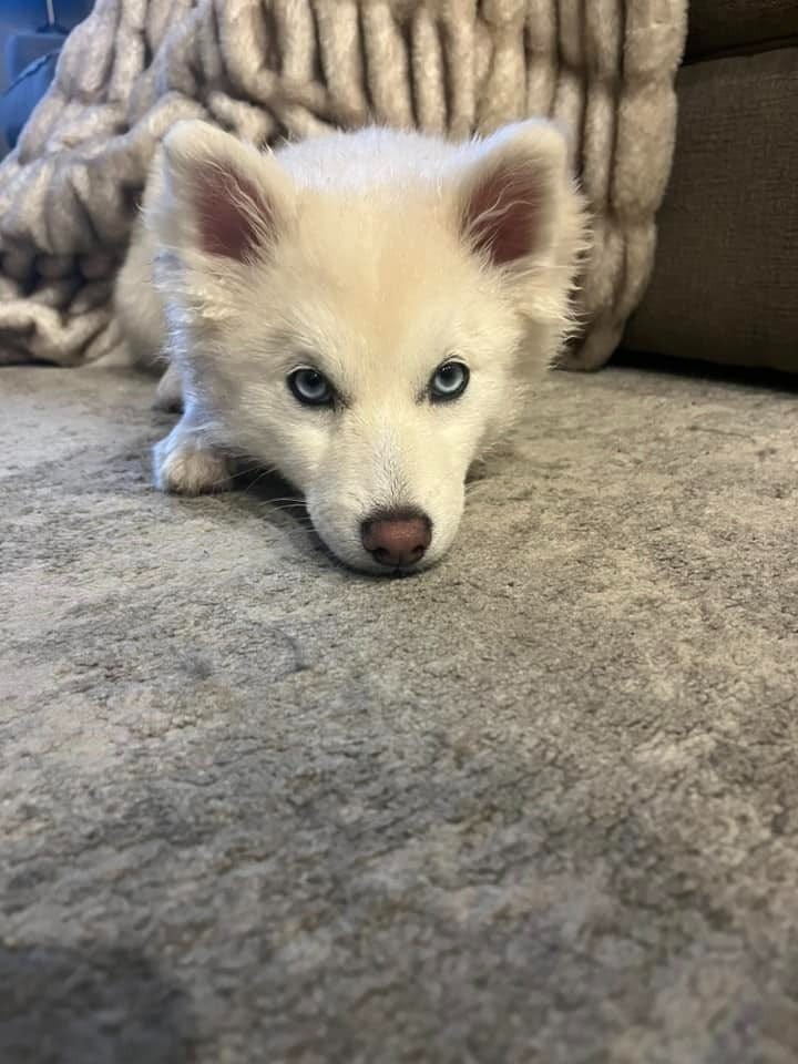 Mastering Obedience Training for your Pomsky A StepbyStep Approach