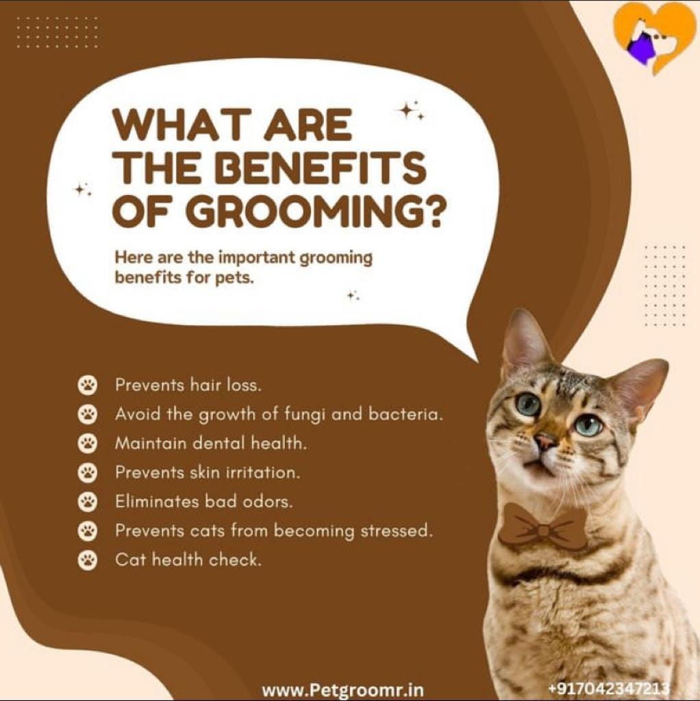 Mobile Pet Groomer Near Me. Pet Groomr offers convenient and… by Pet