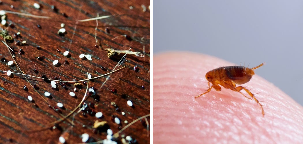 Can You Sand Pressure Treated Wood by Adrian Green Medium