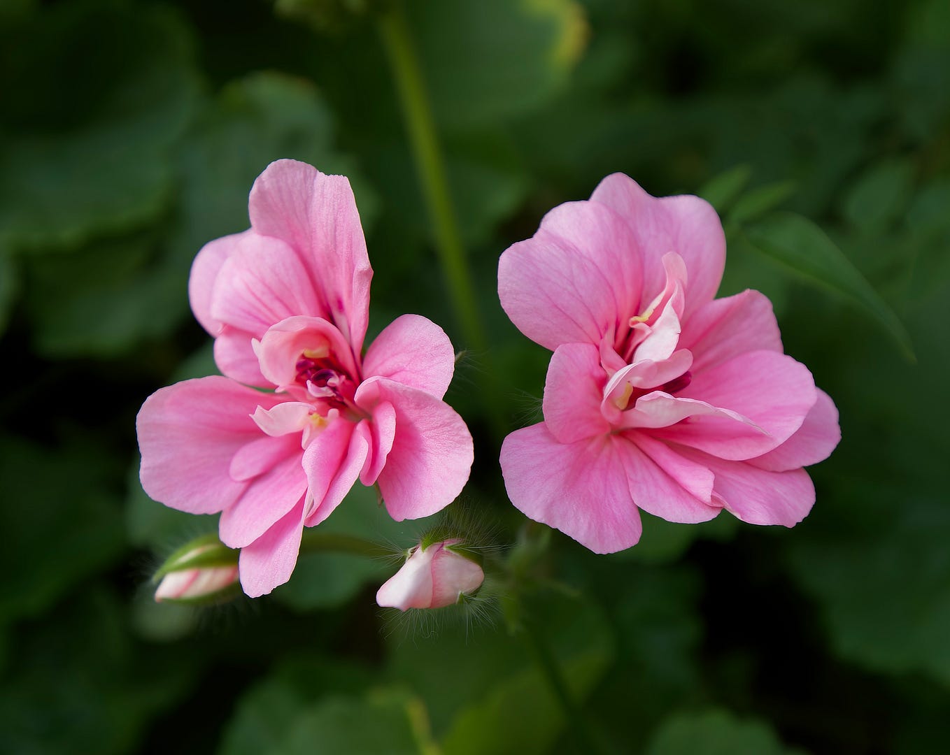 Thank You Marcus Medium thank-you-marcus-medium