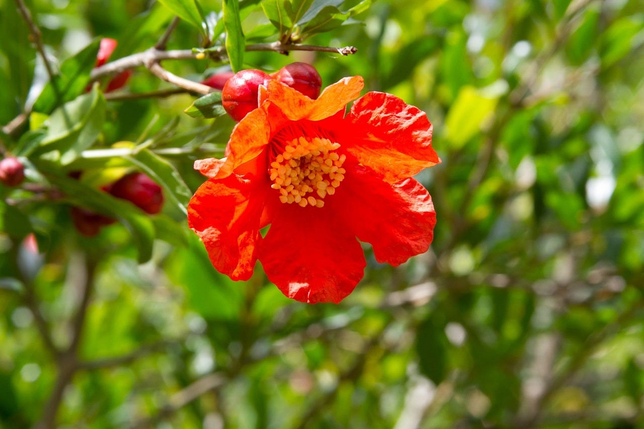 Pomegranate flower on sale