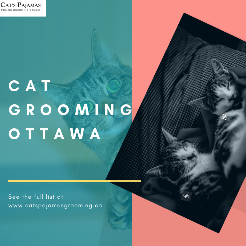 Need Best Cat Grooming in Ottawa. Struggling to get the best cat