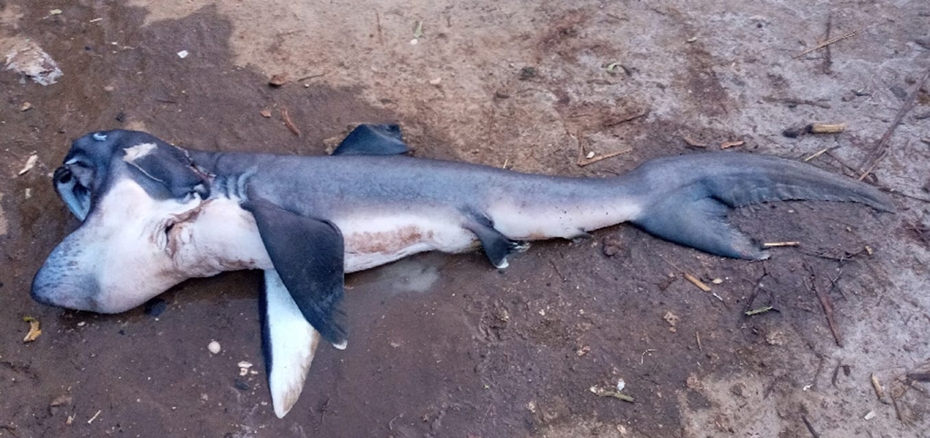 Indonesia’s First Record of ‘Living Fossil’: The Goblin Shark | by