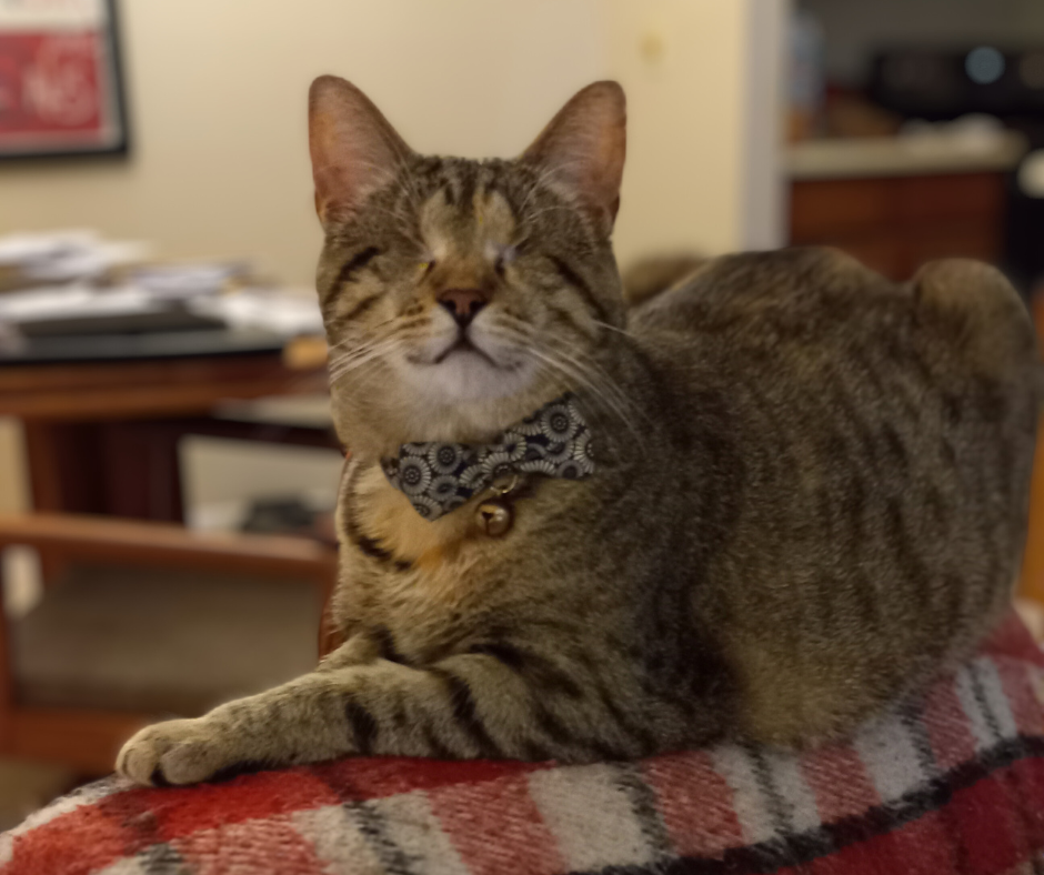 When Cats Get Hangry. The not so gentle ways my cats ask to… by Nancy