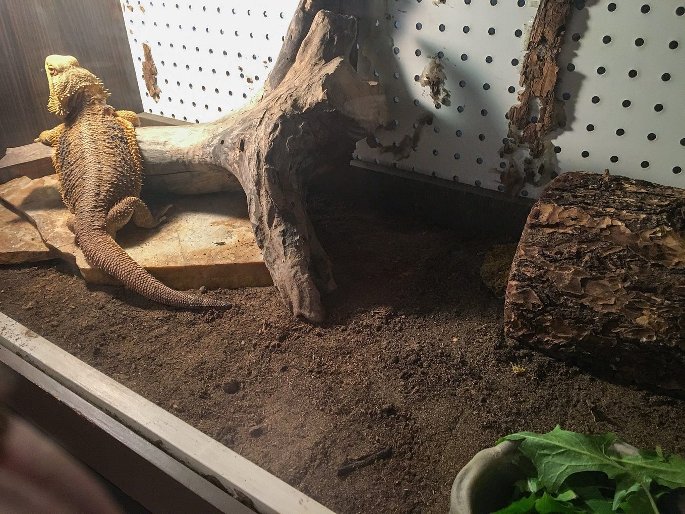 Can a Bearded Dragon Survive 4 Days Without Food? Medium