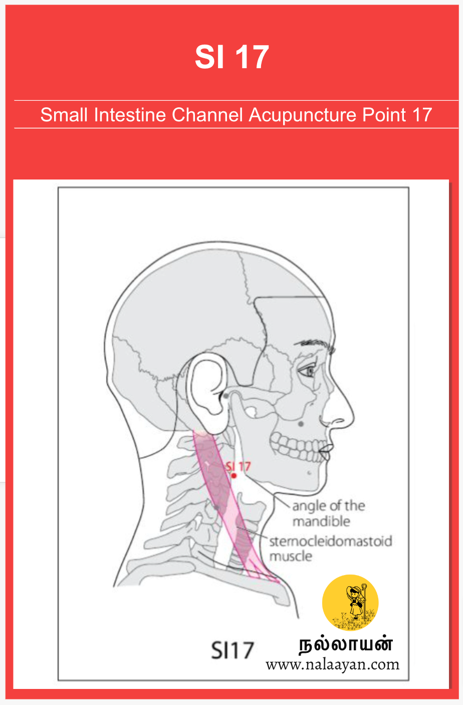 LU 11 Acupuncture Point - The Good Shepherd - Medium