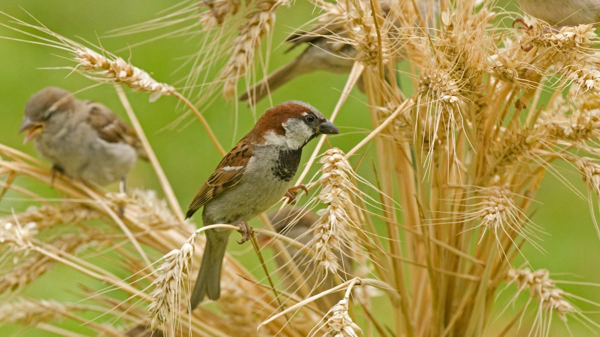 How Intensive Farming Practices Are Wiping Out Europeโs Wild Birds