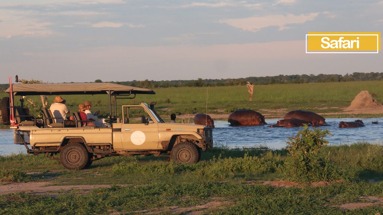 3 of the cutest baby animals on a safari by Travel Explore Protect