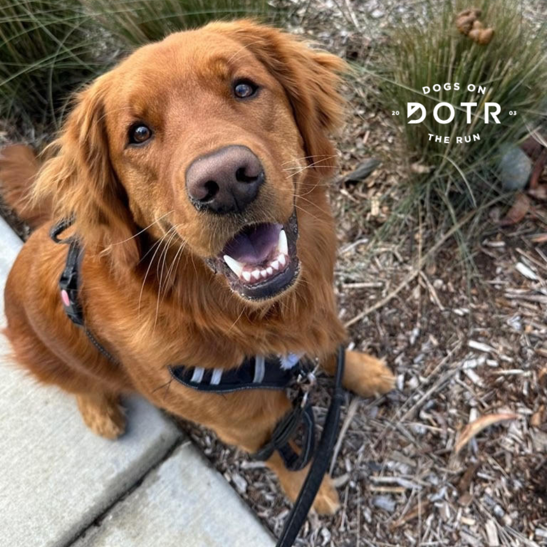 A History of Dog Breeds French Bulldogs by Dogs On The Run Medium