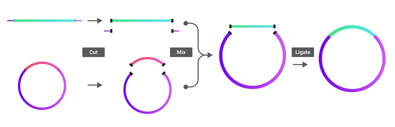 Decoding Gateway Cloning: A Step-By-Step Guide | by Mendelgen | Medium