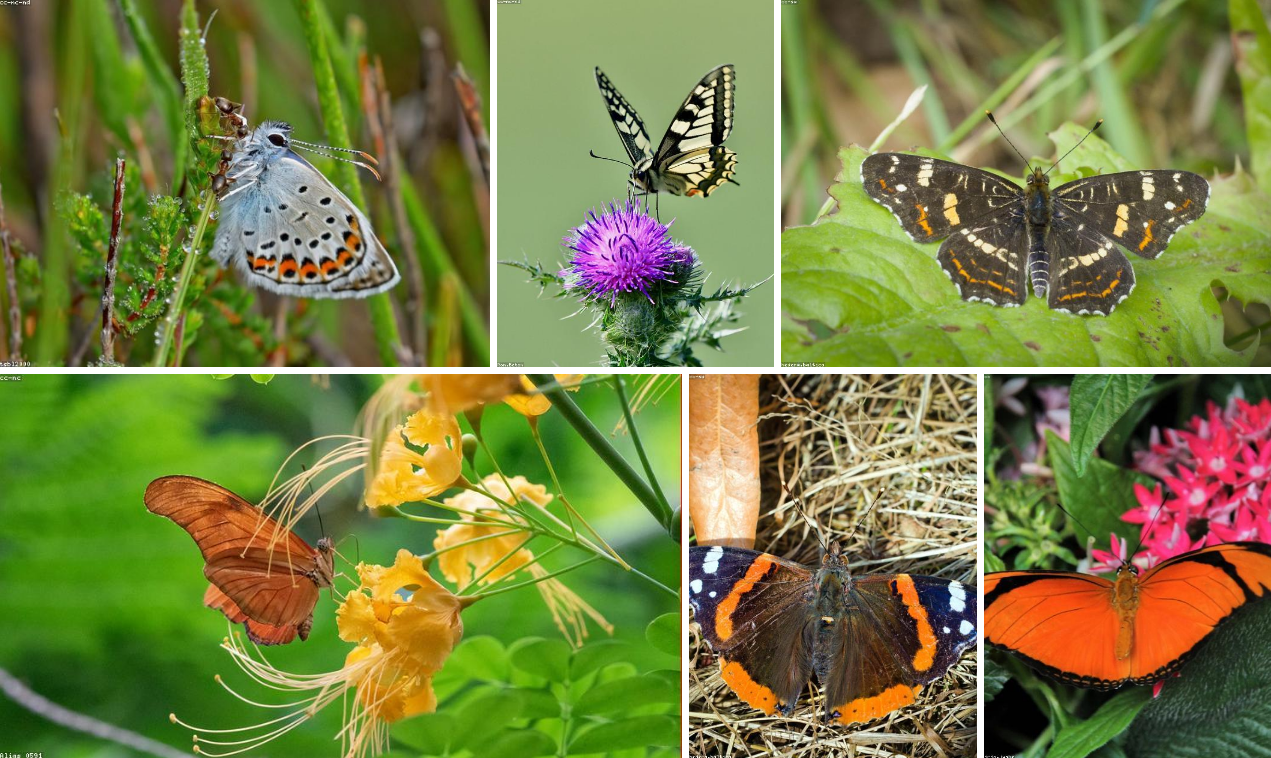 A Beginner’s Guide to Pure CSS Images | by Michael Mangialardi | Coding ...