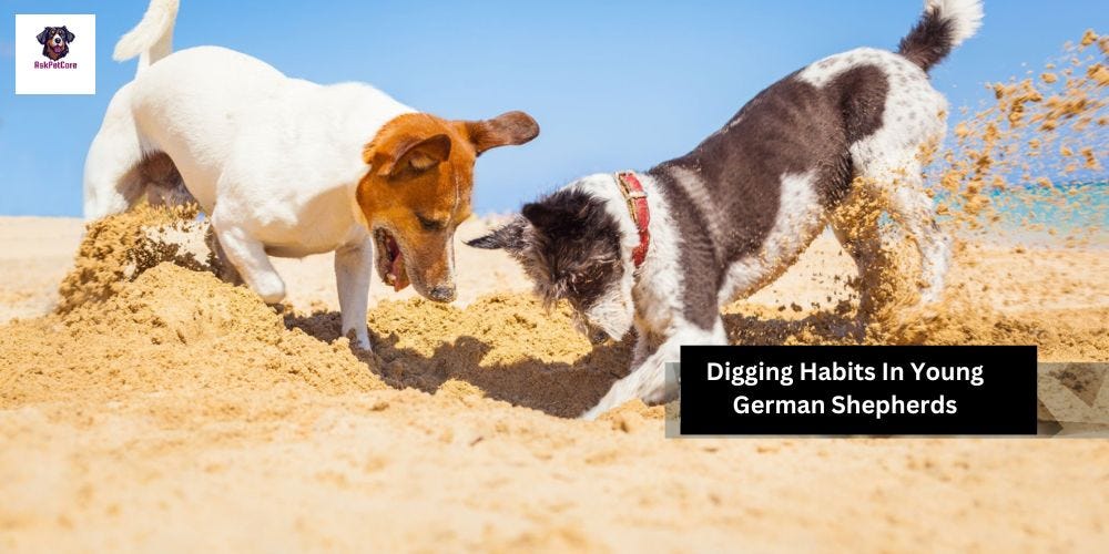 Top 15 Best Wet Foods for German Shepherds (2024) Dr.Arif Aziz Medium