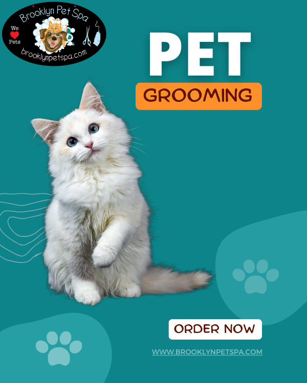 Cat grooming sale brooklyn