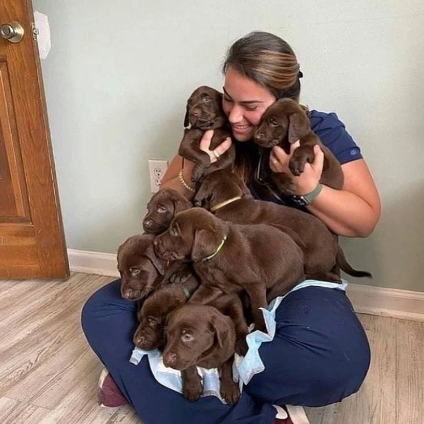 australia labrador breeder? Labrador Retriever Puppies for sale in