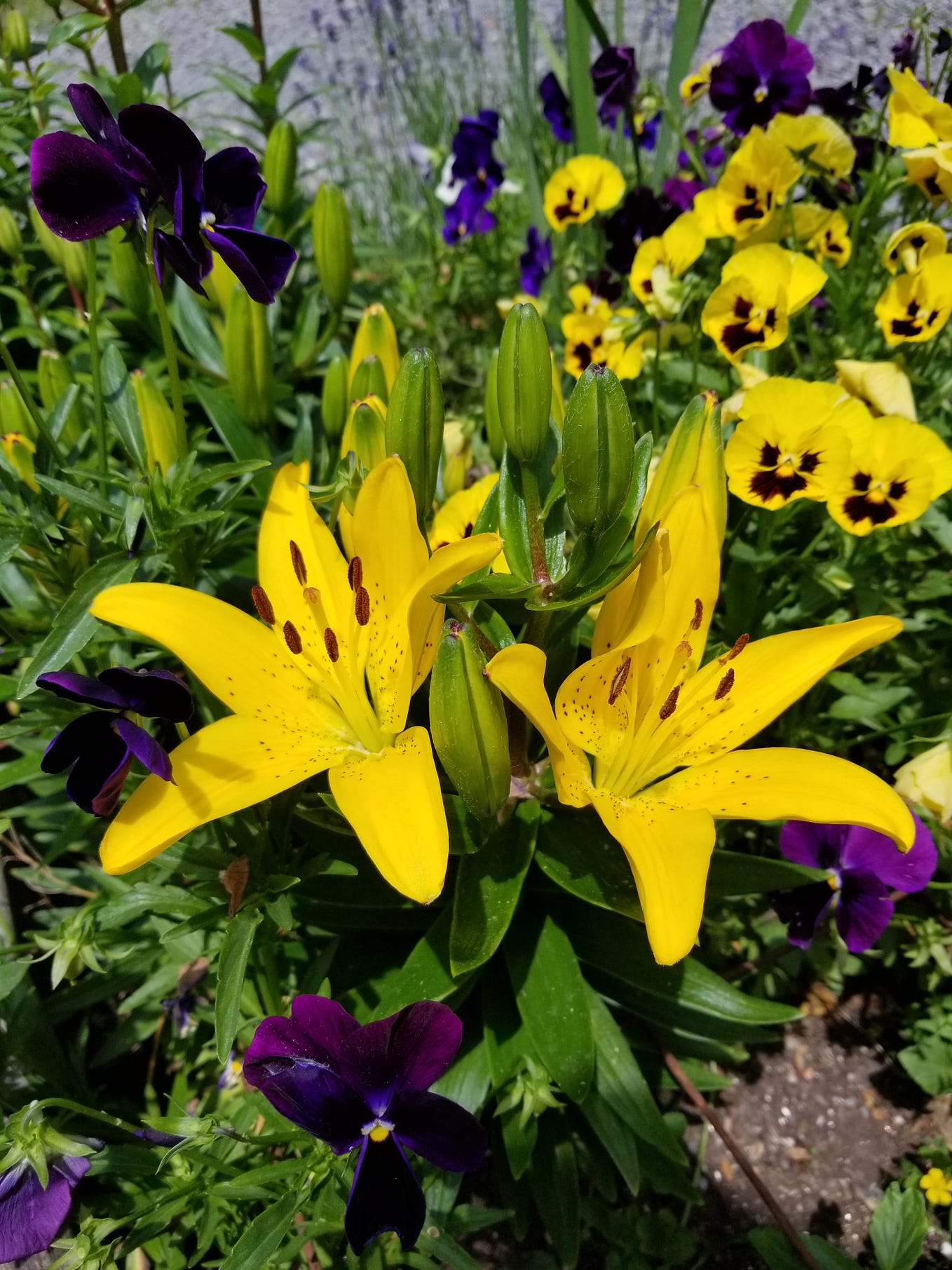 Image 13