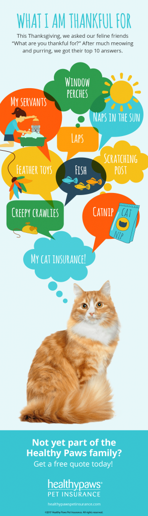 Fiv Cat Insurance: Essential Coverage for Peace of Mind