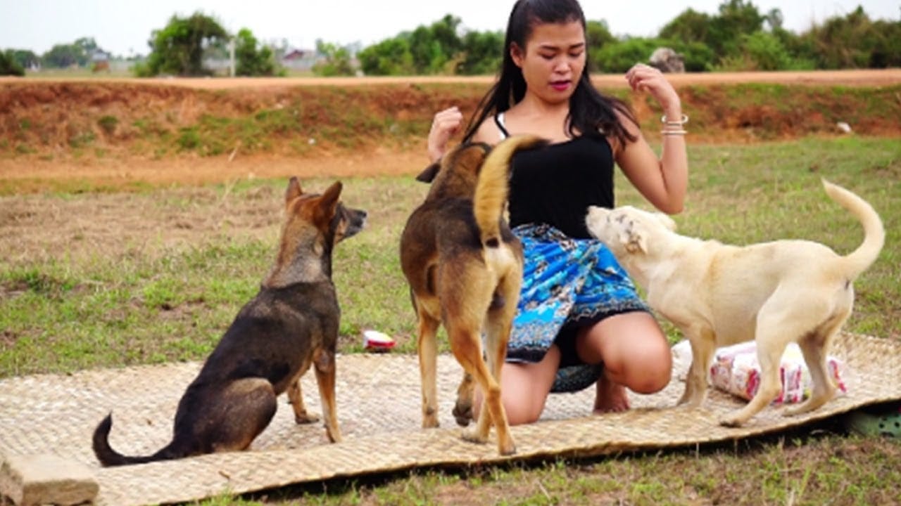 The Common Problems Solved By Dog Behaviour Training by K9 Dog