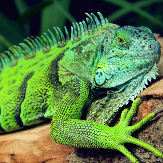 Benefits of Having a Reptile Pet. In the event that you have been ...