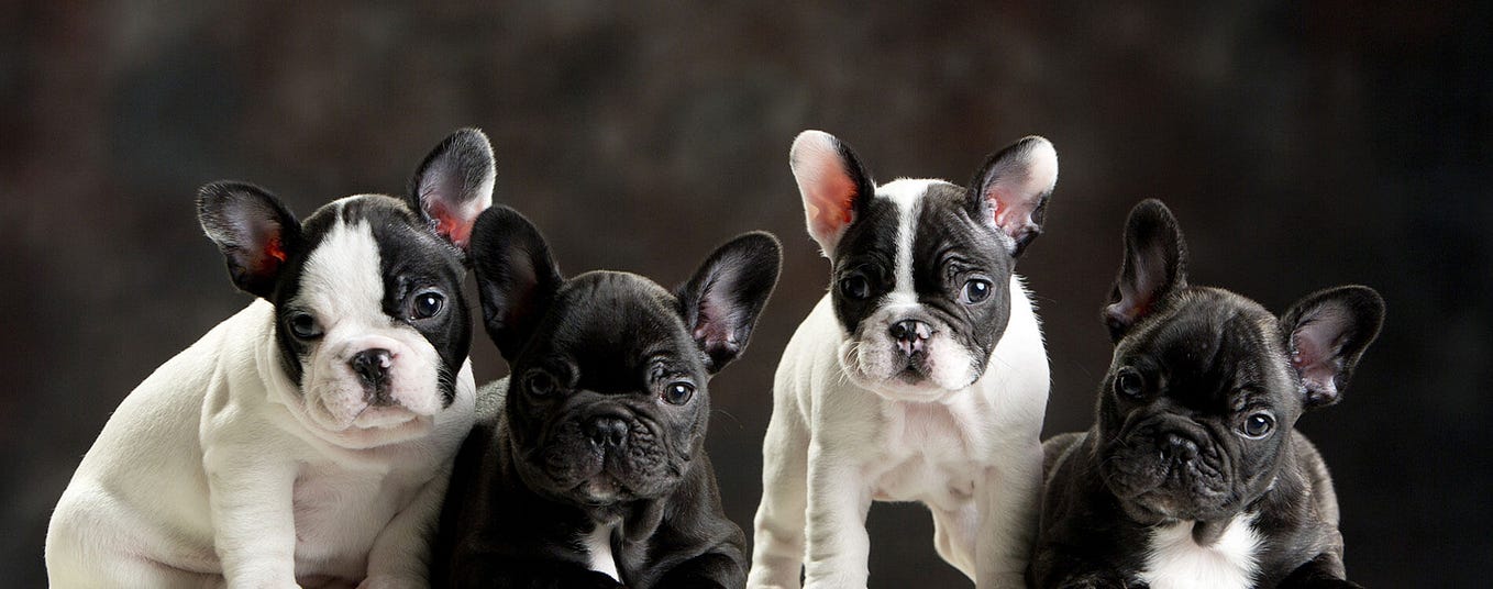 Choose French Bulldog Puppies A Guide by Gretriversandfrenchbulldogs
