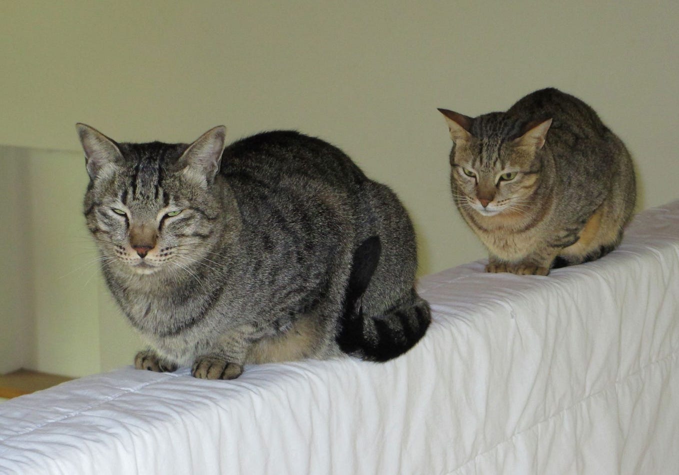 Turns Out Cats Do Actually Have A Favorite Color by Susan Nilson