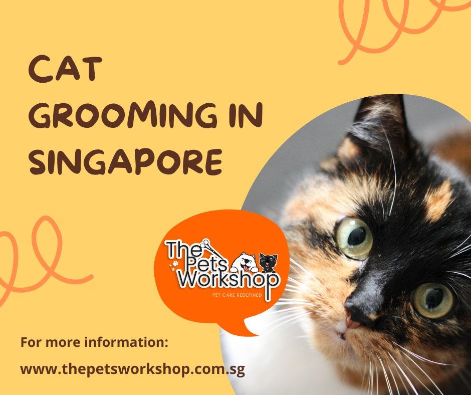 Singapore’s top Cat grooming service Medium