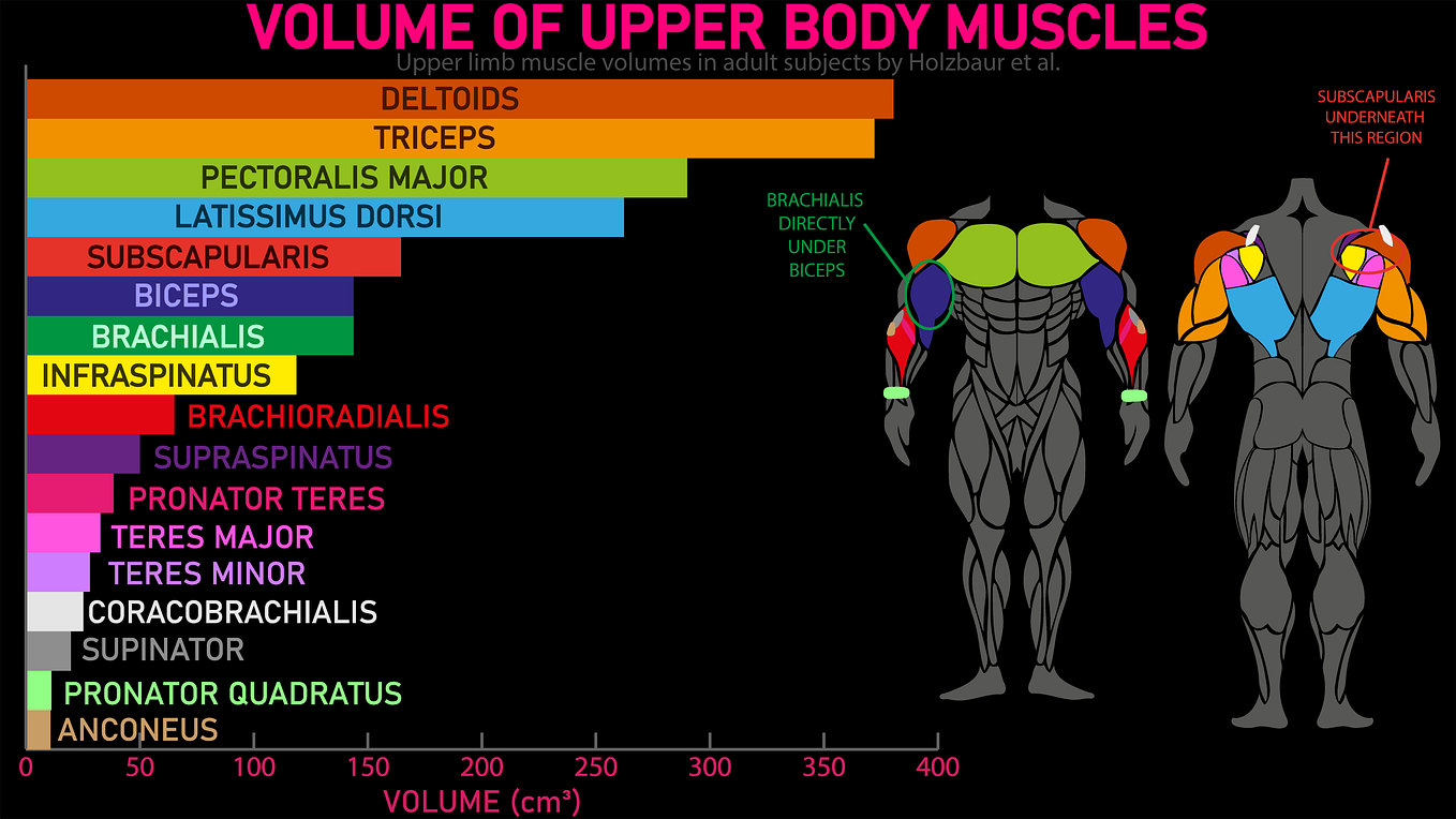 Muscle Building Stats in An Infographic - Volume #1