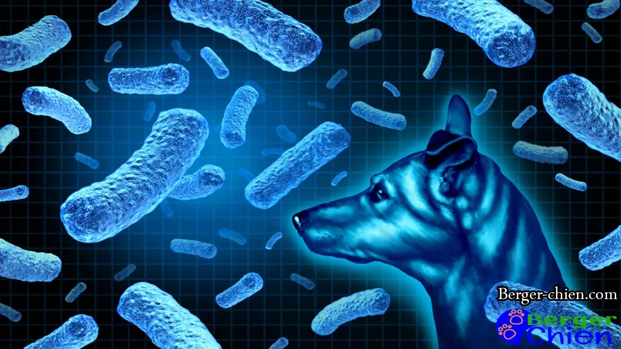 Lymphome chez le chien Symptômes, causes, traitement by ChienBerger Medium