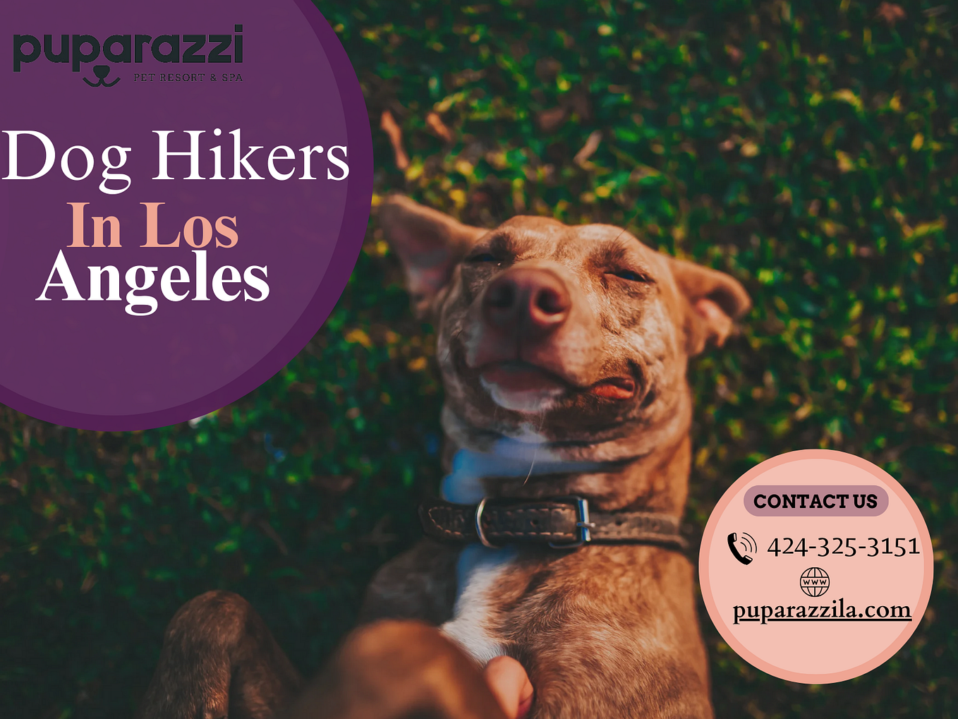 The Ultimate Guide to LongTerm Dog Boarding in Los Angeles by