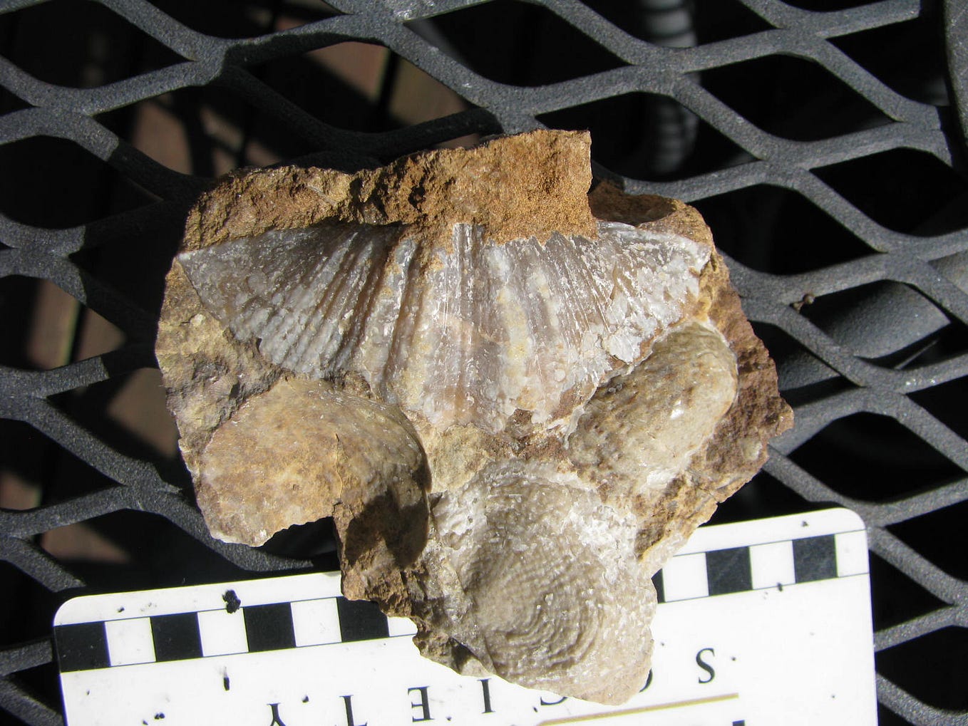 A Fossil Park for Illinois. One of the greatest challenges I face… by