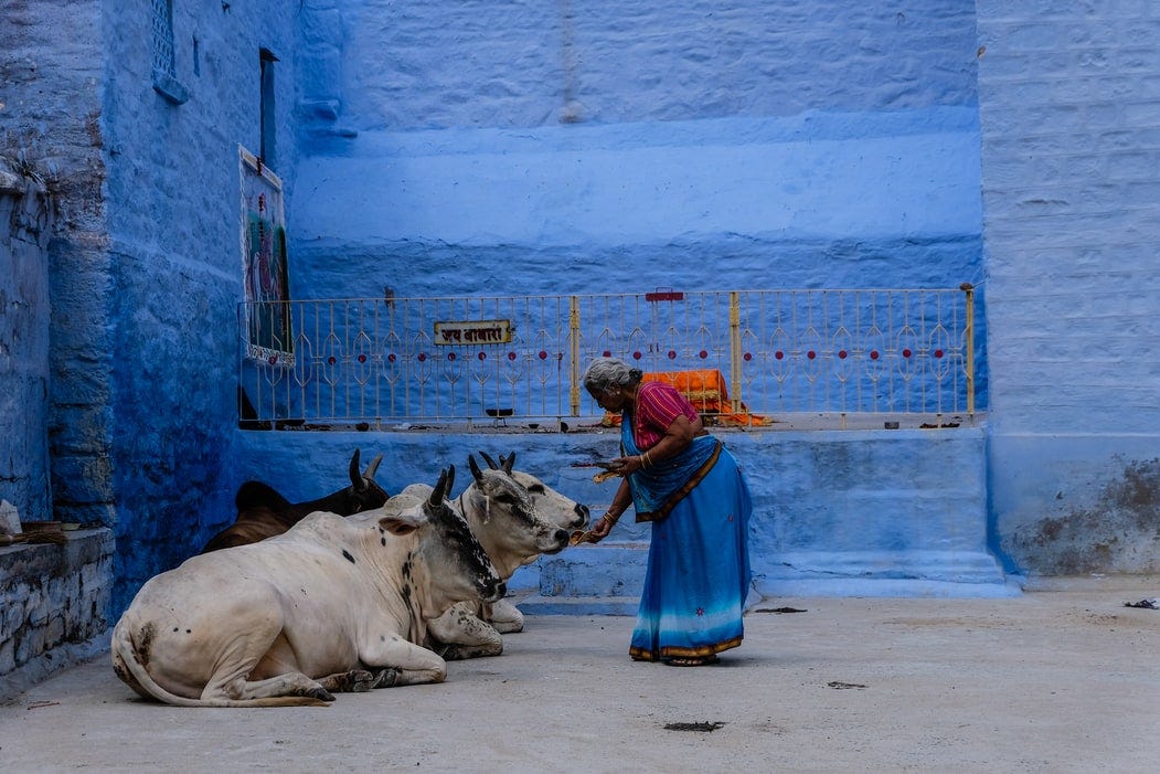 woman feeding cows India