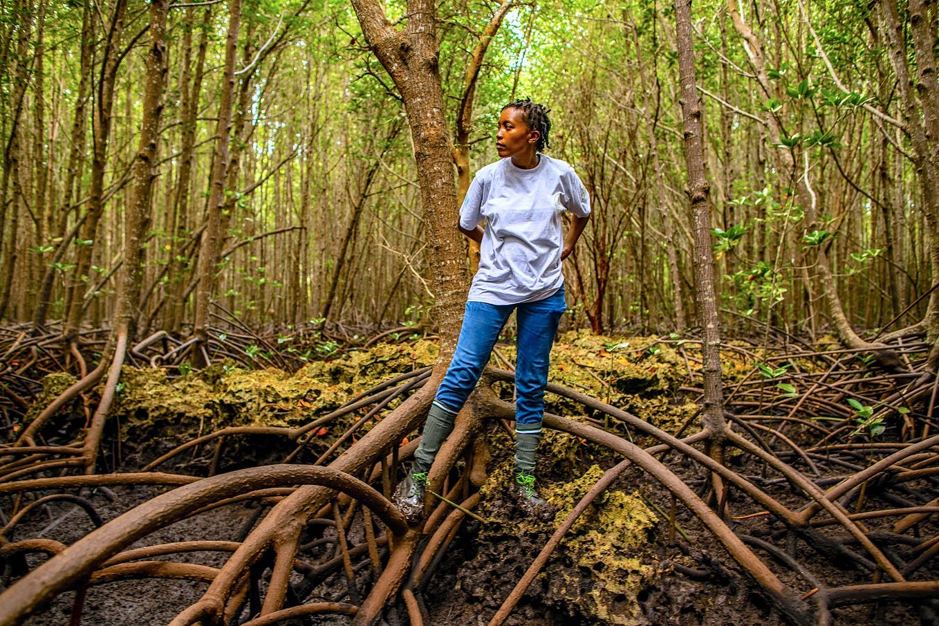 Guest Post—Mangrove Restoration in Kenya with Mikoko Pamoja